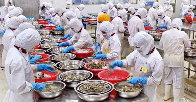 Công nhân chế biến hải sản. Ảnh minh họa