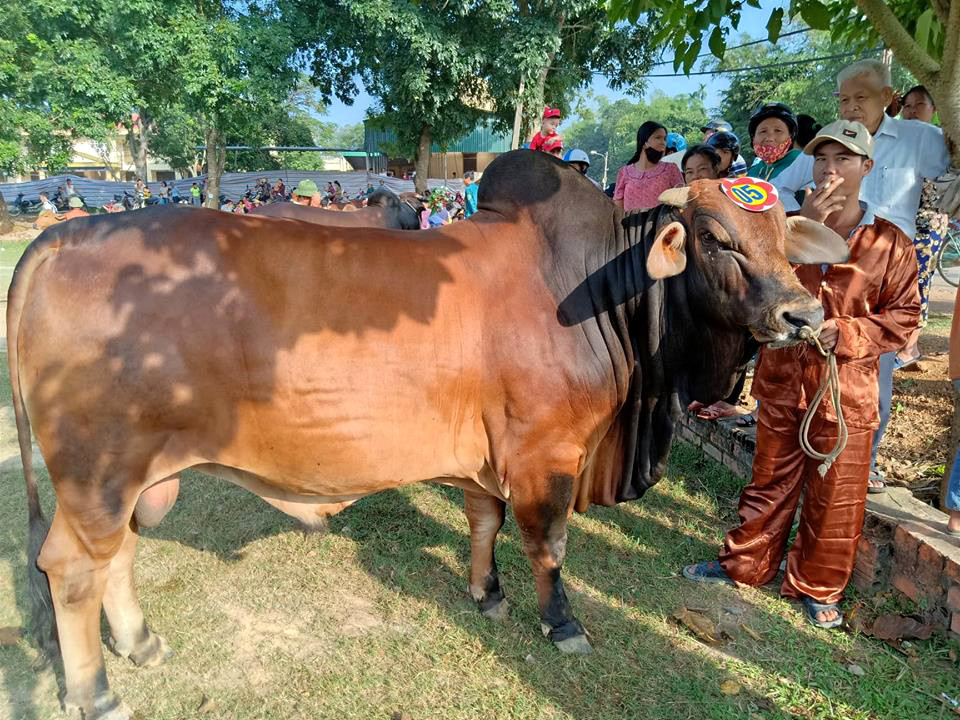 Những con bò đực tham gia hội thi là những con bò béo đẹp, chân to, đuôi dài, u lớn. Tất cả  bò dự thi đều đã được cân, đo, có số liệu về chiều dài, vòng ngực, trọng lượng, thời gian nuôi và giá tiền cụ thể.