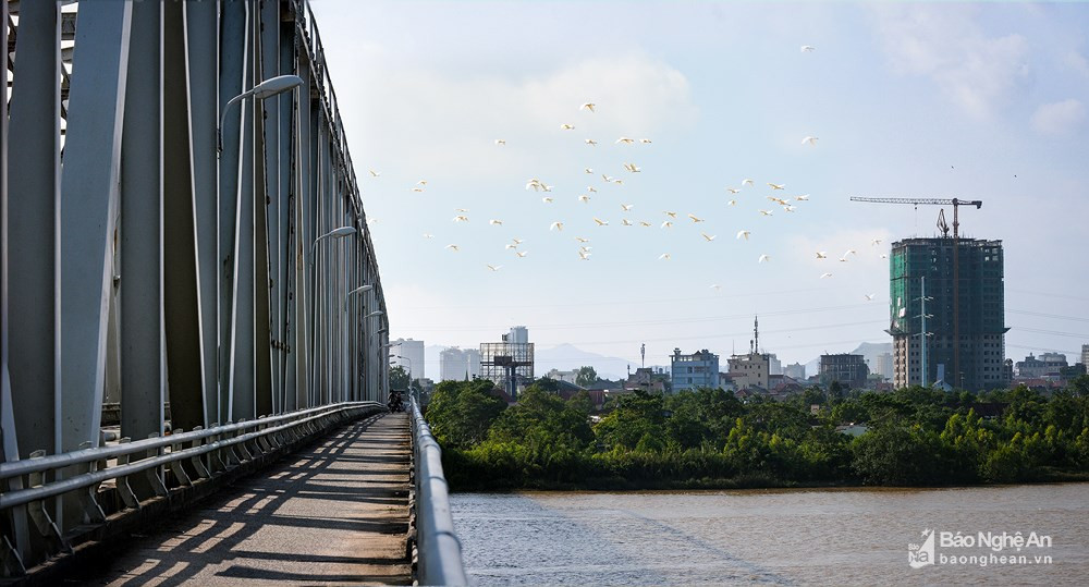  Cuối Thu, những đàn cò trắng nối nhau bay về bên sông. Trong ảnh: Cầu Bến Thủy (TP Vinh, Nghệ An). Ảnh tư liệu: Sách Nguyễn