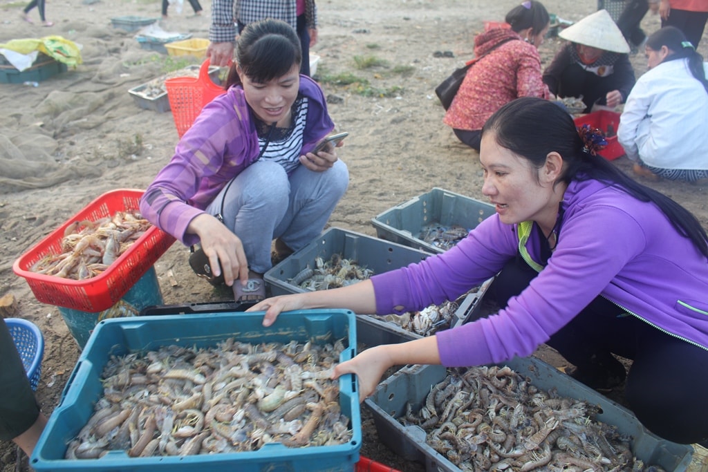 Những khay tôm tít nhanh chóng được bán cho các thương lái với giá từ 60.000 - 150.000 đồng/kg (tùy loại). Ảnh: Việt Hùng