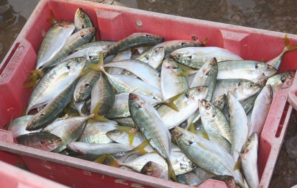 Những khay cá đầy ắp được vận chuyển dưới khoang tàu lên. Theo giá nhập cho thương lái, cá bạc má hiện có giá 30.000 - 35.000 đồng/kg, cá trẳn giá 45.000 đồng/kg... Ảnh: Việt Hùng