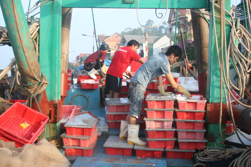 Những tàu cá về bờ liên tiếp được mùa tạo động lực cho ngư dân vươn khơi đánh bắt hải sản. Tính đến hết tháng 9/2018, ngư dân Quỳnh Lưu đã khai thác được 42.593 tấn, đạt 65% kế hoạch, trong đó tháng 9 đạt năm 7.493 tấn hải sản các loại. Theo kế hoạch của huyện, sản lượng năm 2018 sẽ ước khoảng hơn 60.000 tấn. Ảnh: Việt Hùng
