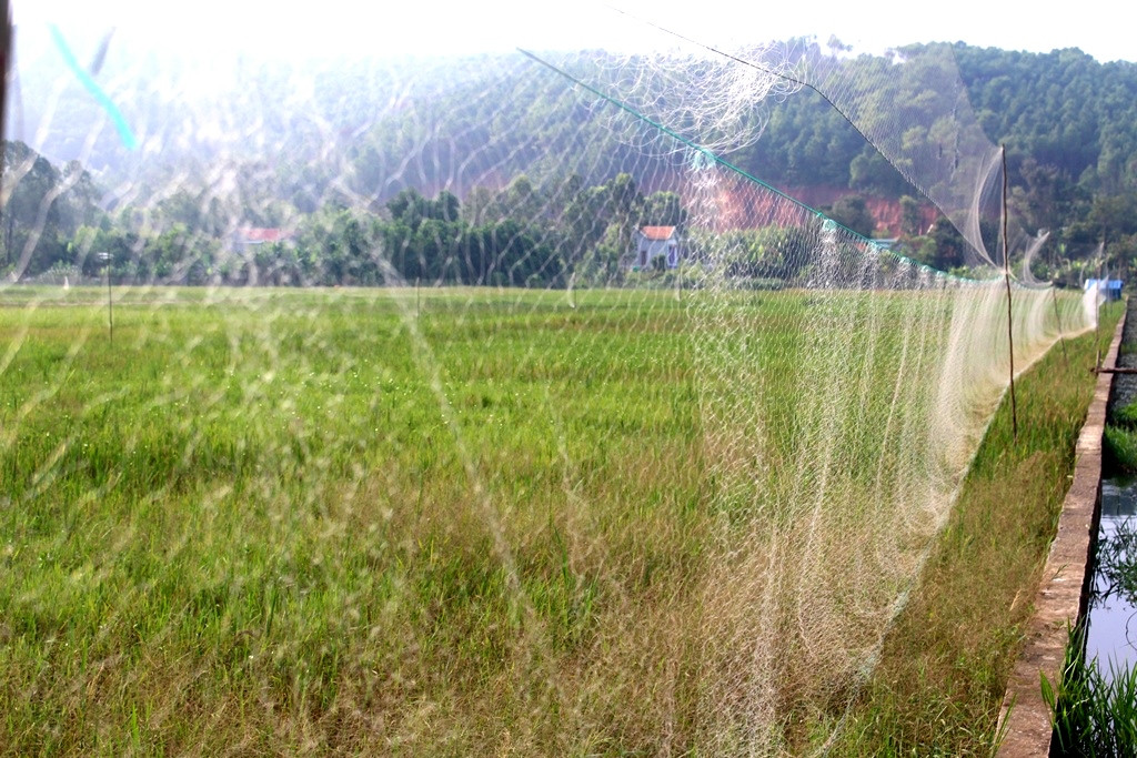Đi dọc các cánh đồng từ Quỳnh Lưu vào Diễn Châu, hình ảnh lưới giăng trắng đồng để bẫy chim trời xuất hiện rất hiều. Ảnh: Tân Bảo.
