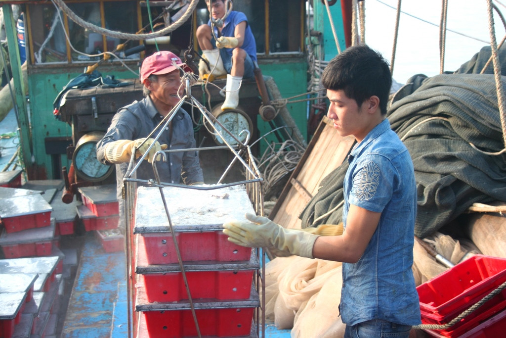 Ra khơi đánh bắt trên vùng biển Bắc Vịnh Bắc bộ từ ngày 11 - 15/10, tàu của anh Xoan đánh được gần 10 tấn cá bạc má, cá trẳn, cá đốm... doanh thu hơn 200 triệu đồng; trừ chi phí, mỗi ngư dân thu về khoảng 8 triệu đồng chỉ sau 4 đêm. Ảnh: Việt Hùng