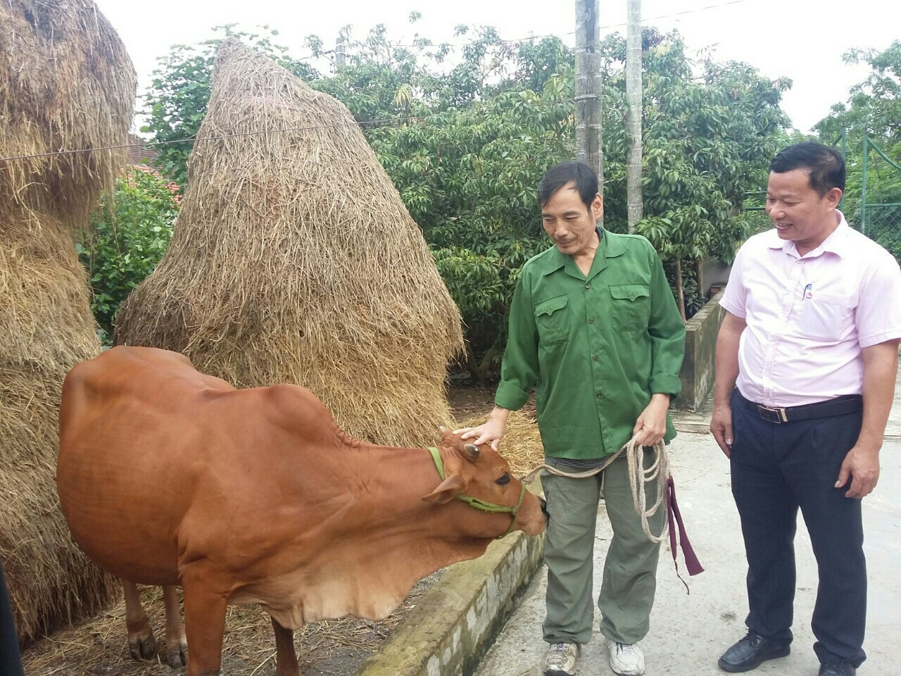 Thương binh Phan Viết Hài ở xóm 6, xã Nam Giang, huyện Nam Đàn vay vốn ưu đãi đầu tư chăn nuôi bò. Ảnh: Thu Huyền