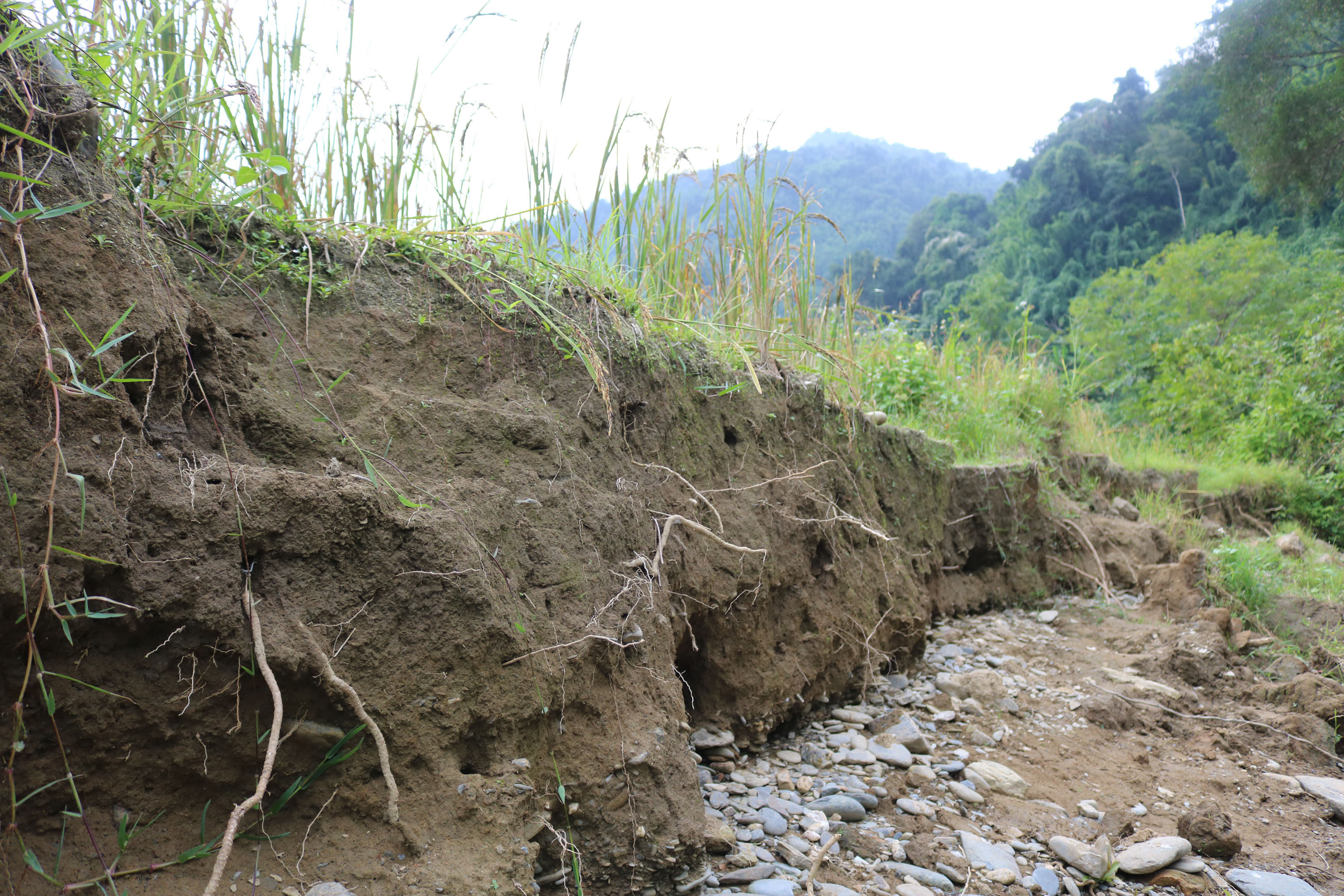 Tình trạng sạt lở đất vẫn tiếp tục diễn ra ở các cánh đồng của các bản trong xã. Ảnh: Lữ Phú