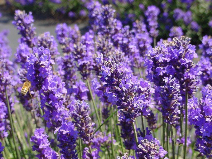 7 loại hoa thảo dược bạn nên trồng trong sân nhà