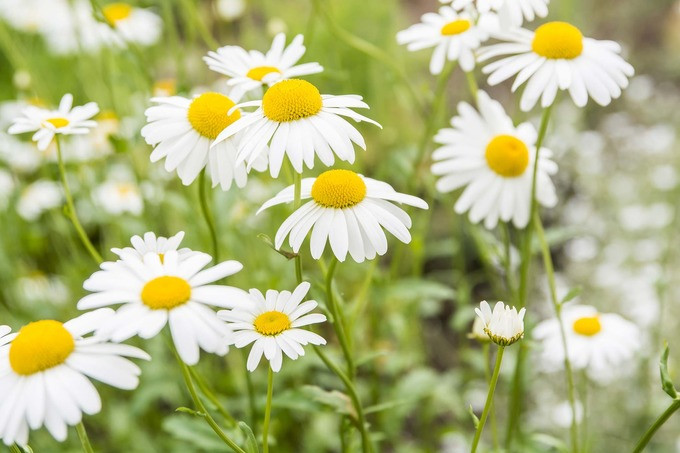 7 loại hoa thảo dược bạn nên trồng trong sân nhà