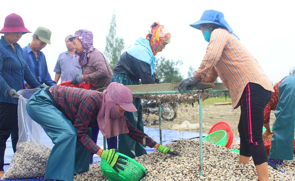 Dọc bãi triều từ xã Sơn Hải đi Quỳnh Thọ (Quỳnh Lưu), nhiều hộ dân đang thuê máy, nhân lực tập trung thu hoạch ngao giống. Ảnh: Việt Hùng.