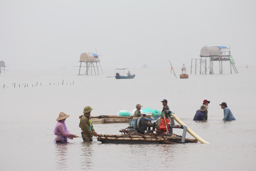 Để khai thác ngao giống, các hộ nuôi phải thuê máy ở tỉnh Nam Định vào; một máy sẽ có 6 người đi theo, dùng máy nổ bơm nước xuống đất cát để con ngao nổi lên, sau đó những người đi cùng sẽ hớt toàn bộ ngao vào túi lưới. Ảnh: Việt Hùng.