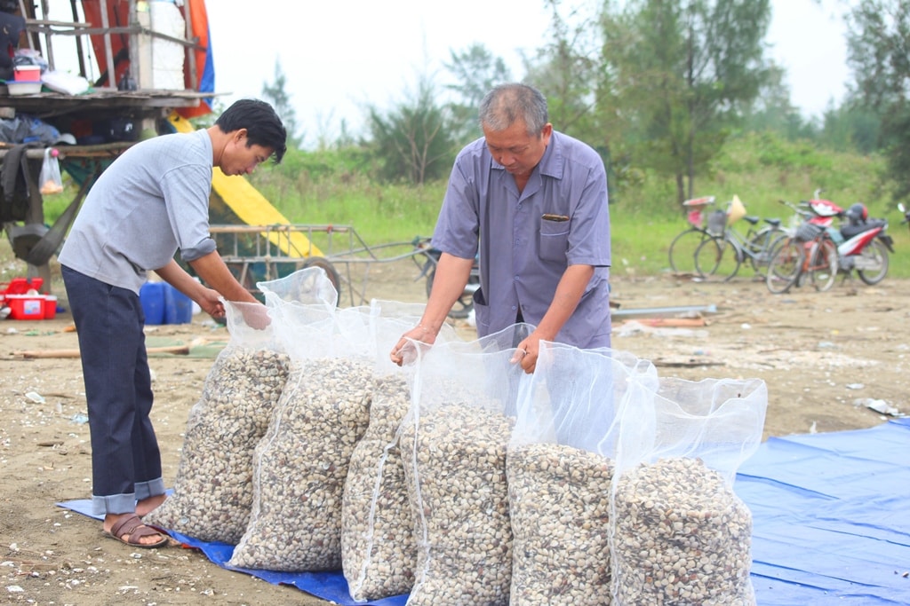 Ông Đồng Như Nguyên (ở xã Sơn Hải) có 2,3 ha diện tích nuôi ngao ở bãi triều xã Quỳnh Thọ cho biết, tháng 6/2017, ông thả nuôi 6 tấn ngao giống với chi phí hơn 300 triệu đồng; đợt thu hoạch này dự kiến sản lượng đạt hơn 100 tấn với doanh thu hơn 1 tỷ đồng. Ảnh: Việt Hùng.