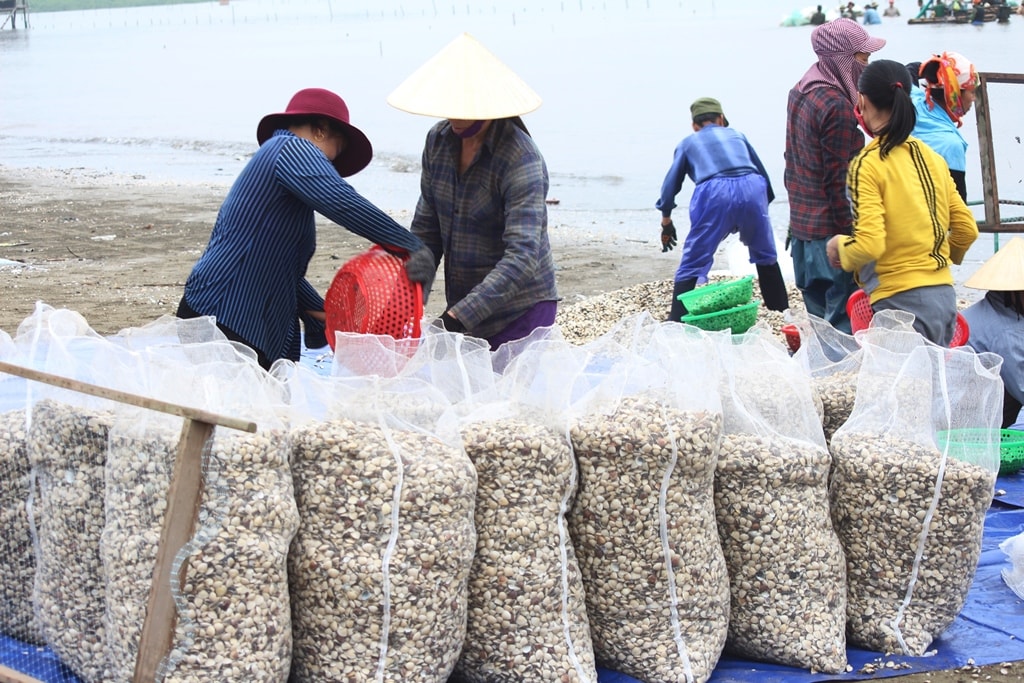 Sau khi phân loại xong, toàn bộ số ngao giống sẽ cho vào túi lưới, chuẩn bị mang đi tiêu thụ. Theo các hộ nuôi ngao cho biết, ngao giống được xuất bán với giá 10.000 đồng/kg; ngao thịt giá 13.000 đồng/kg. Ảnh: Việt Hùng.