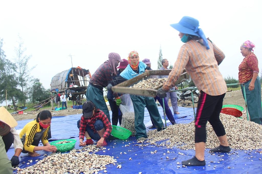 Anh Trần Xuân Triều - người thu mua ngao giống tại huyện Giao Thủy, Nam Định cho biết, mỗi năm anh vào Quỳnh Lưu thu mua 1 - 2 đợt ngao giống; mỗi lần như vậy anh thu mua hàng chục tấn ngao giống để về quê nuôi bán ngao thịt. Cứ thế xoay vòng, có thời điểm các hộ nuôi ở Quỳnh Lưu lại ra Nam Định để mua lại con giống. Ảnh: Việt Hùng.