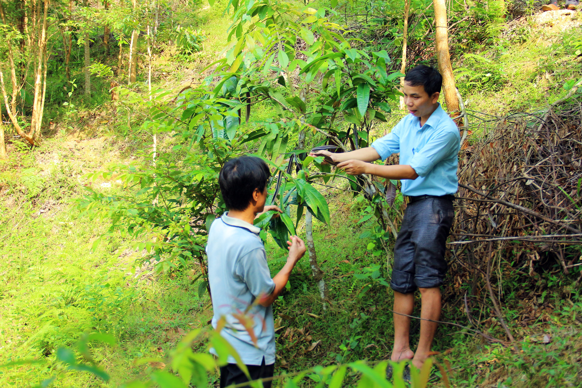 Những cây chè hoa vàng hiếm hoi còn sót lại trên rừng Đồng Văn
