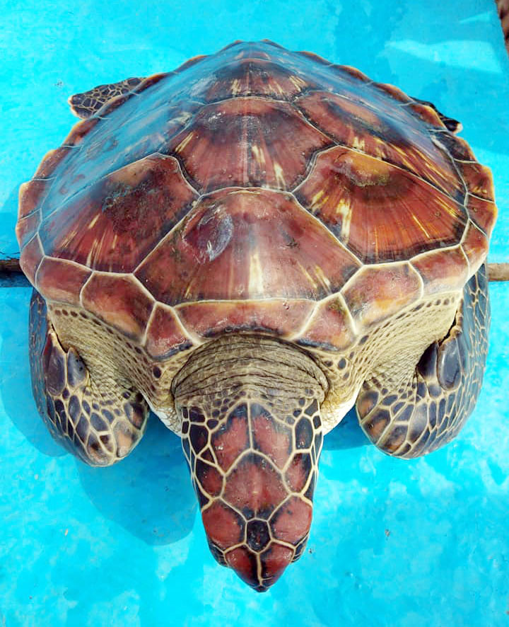 Cá thể rùa biển đang được anh Thắng chăm nuôi tại nhà. Ảnh gia đình cung cấp.