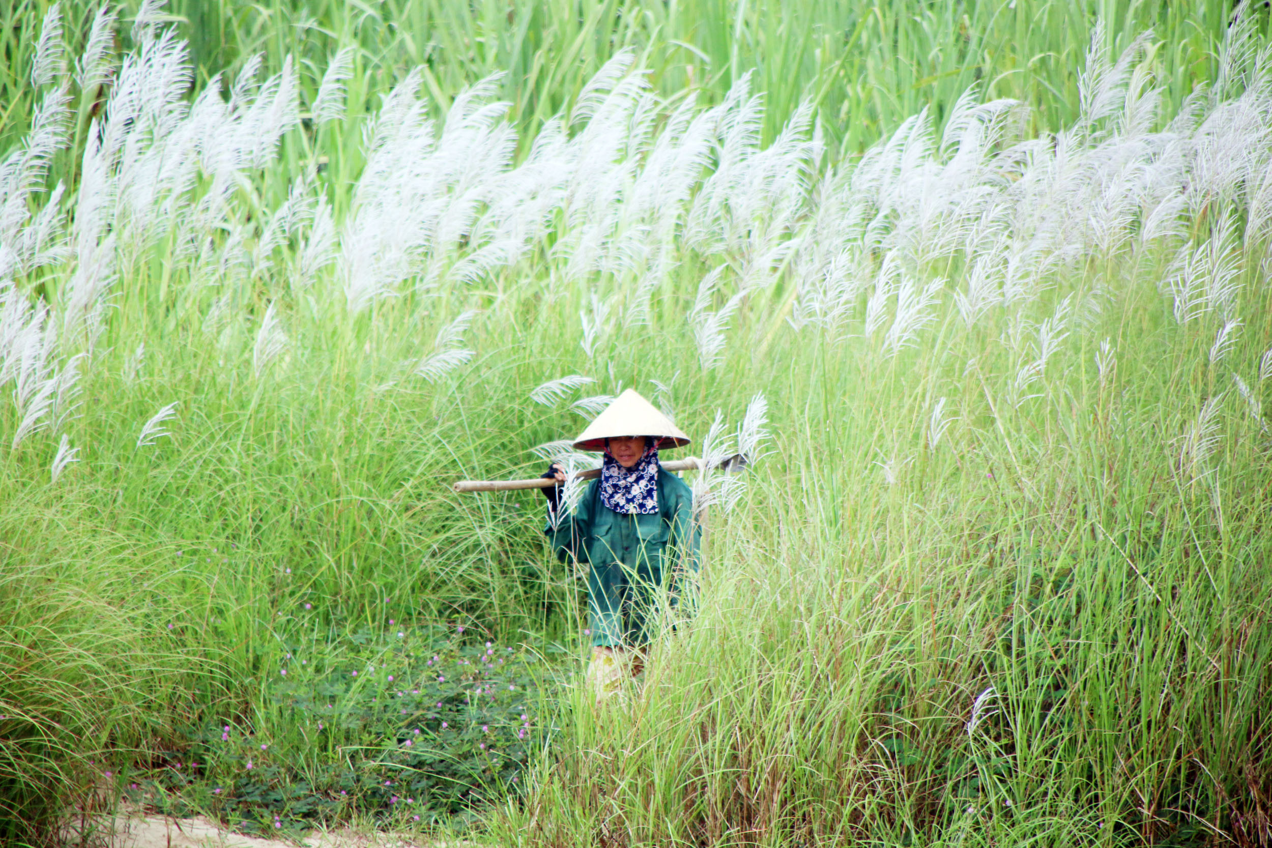 Cư dân bản Còn chủ yếu sống bằng nghề nông. Trong ảnh là một phụ nữ trở về nhà đi qua cánh đồng lau sau buổi chăm sóc mía. Ảnh 