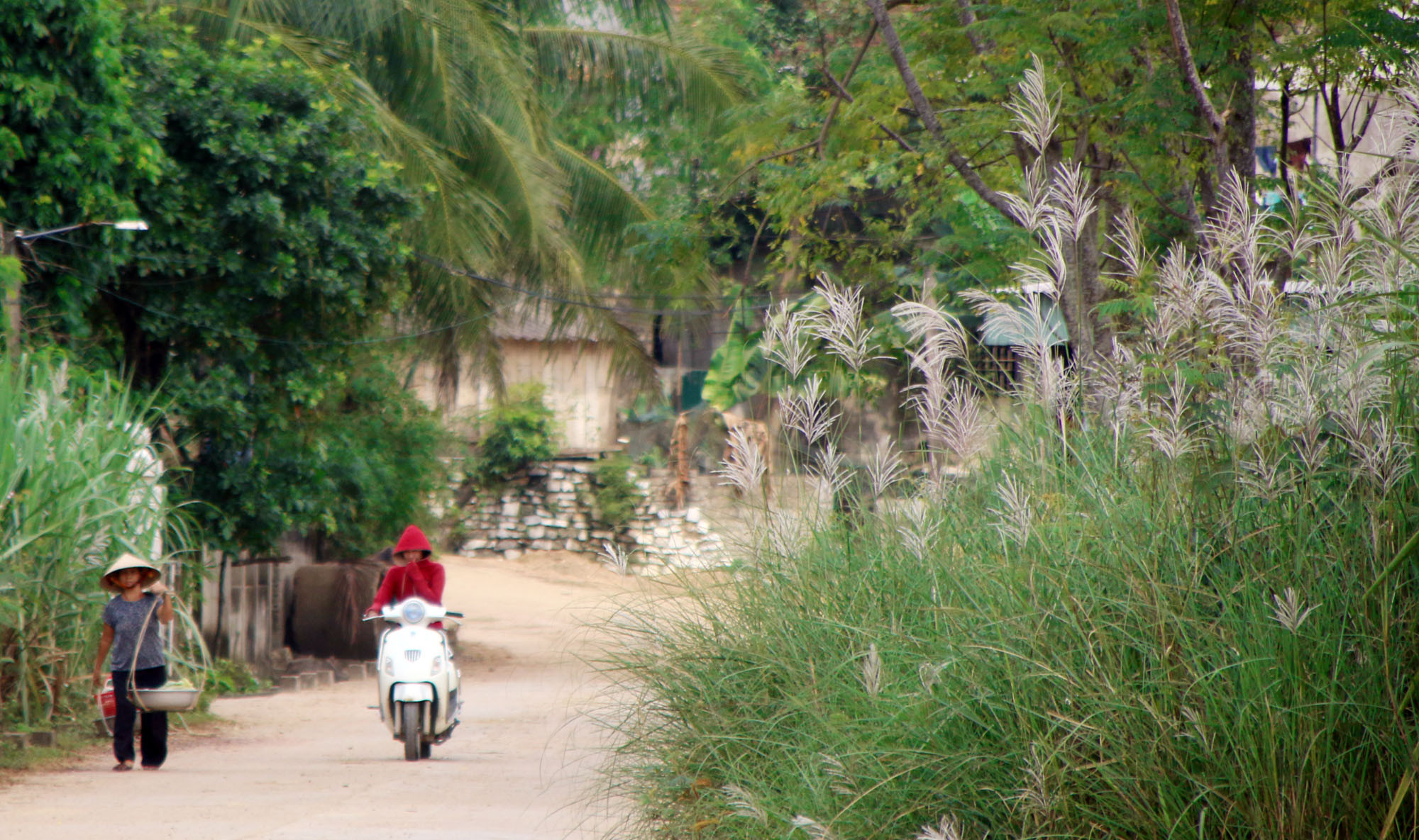 Người dân bản Yên Luốm, xã Châu Quang về nhà giữa những bãi lau Ảnh Vi - Thủy