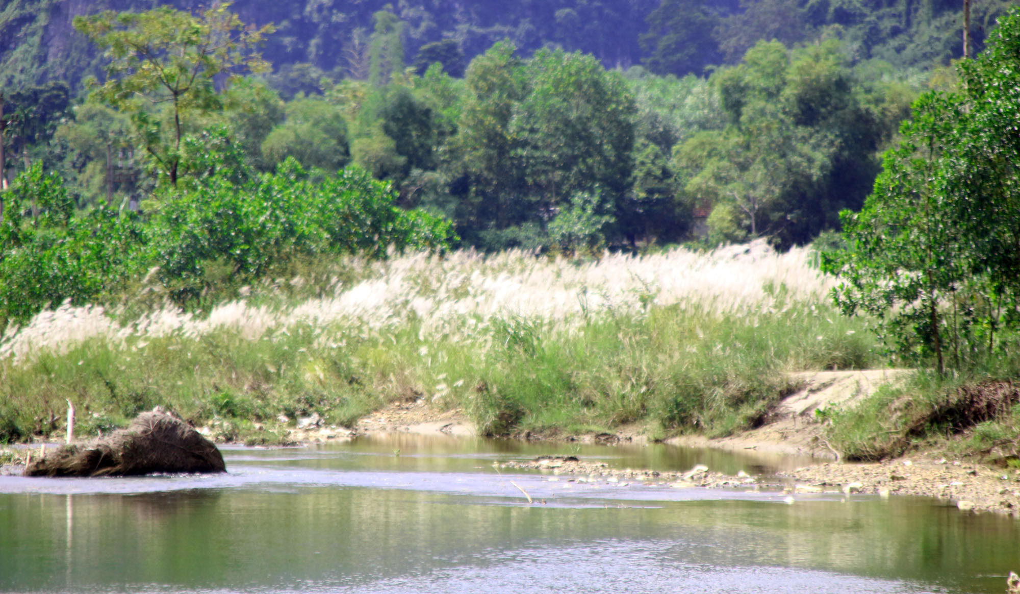 Hoa lau dọc suối Khe Hang xã Châu Cường (Quỳ Hợp), địa điểm cách trung tâm huyện chưa đầy 4km Ảnh : Vi - Thủy