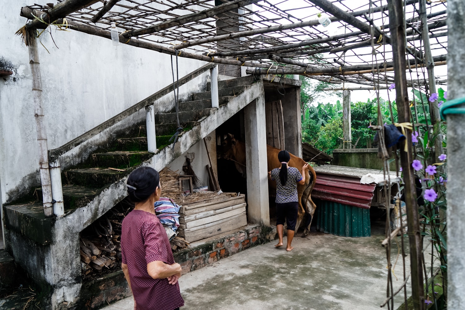 Trước đó vào năm 2002 thì bị lụt lớn thì gia đình bà phải mang bò đi gửi nhờ nhà hàng xóm. Hồi đó nhà nào có điều kiện thì làm nhà phòng lụt cũng từ các cột cây gỗ và tre chứ không xây chắc chắn như bây giờ.