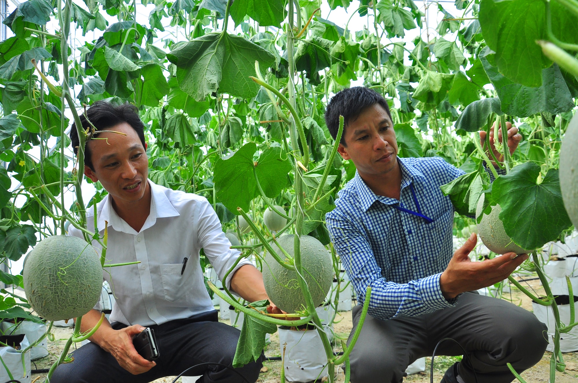 Một trong những nét nổi bật của Nông nghiệp Anh Sơn là đã hình thành được những mô hình ứng dụng công nghệ cao vào sản xuất. Trong ảnh: Mô hình dưa lưới cho hiệu quả cao của anh Hoàng ở xã Hội Sơn, Anh Sơn. Ảnh: Lương Mai