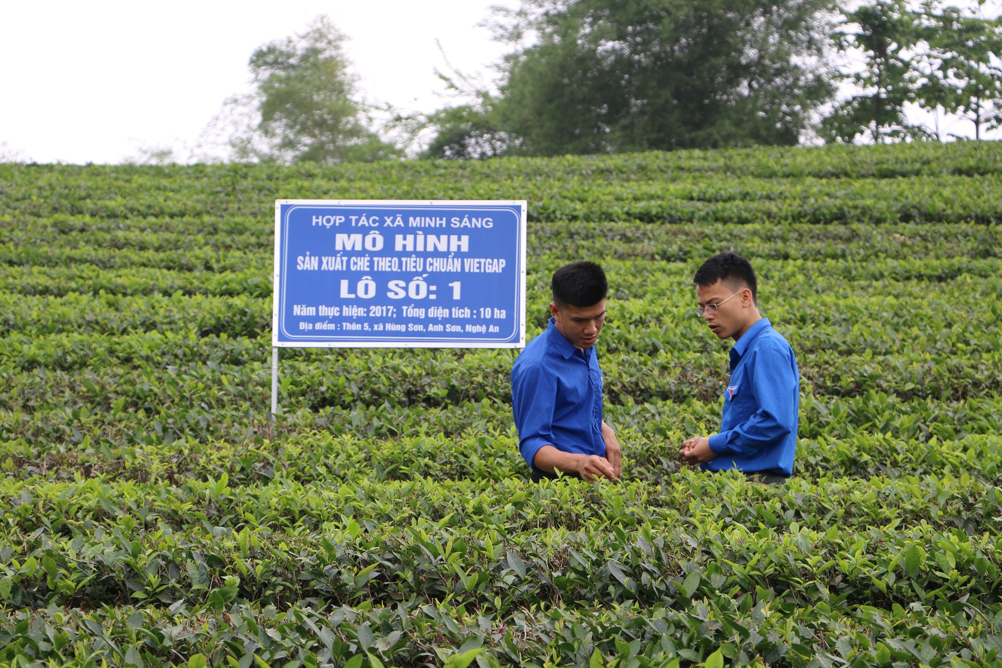 Mô hình sản xuất chè sạch đầu tiên của anh Võ Văn Đồng tại xã Hùng Sơn, Anh Sơn mở ra hướng đi mới làm gia tăng giá trị thương hiệu và hiệu quả kinh tế cho cây chè Anh Sơn.Ảnh: Nguyễn Hải