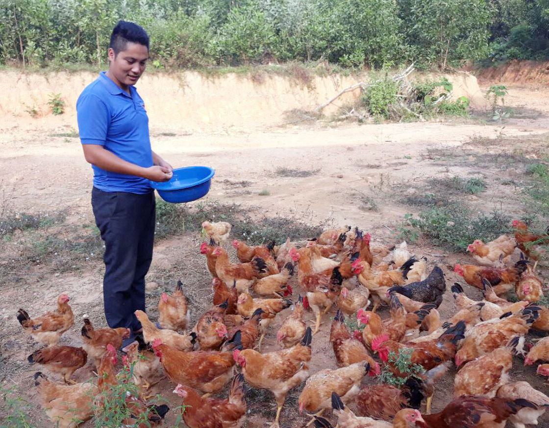 Mỗi năm Tuấn xuất bán 1.000-1.200 con gà, thu về 120-150 triệu đồng. Ảnh: Minh Thái