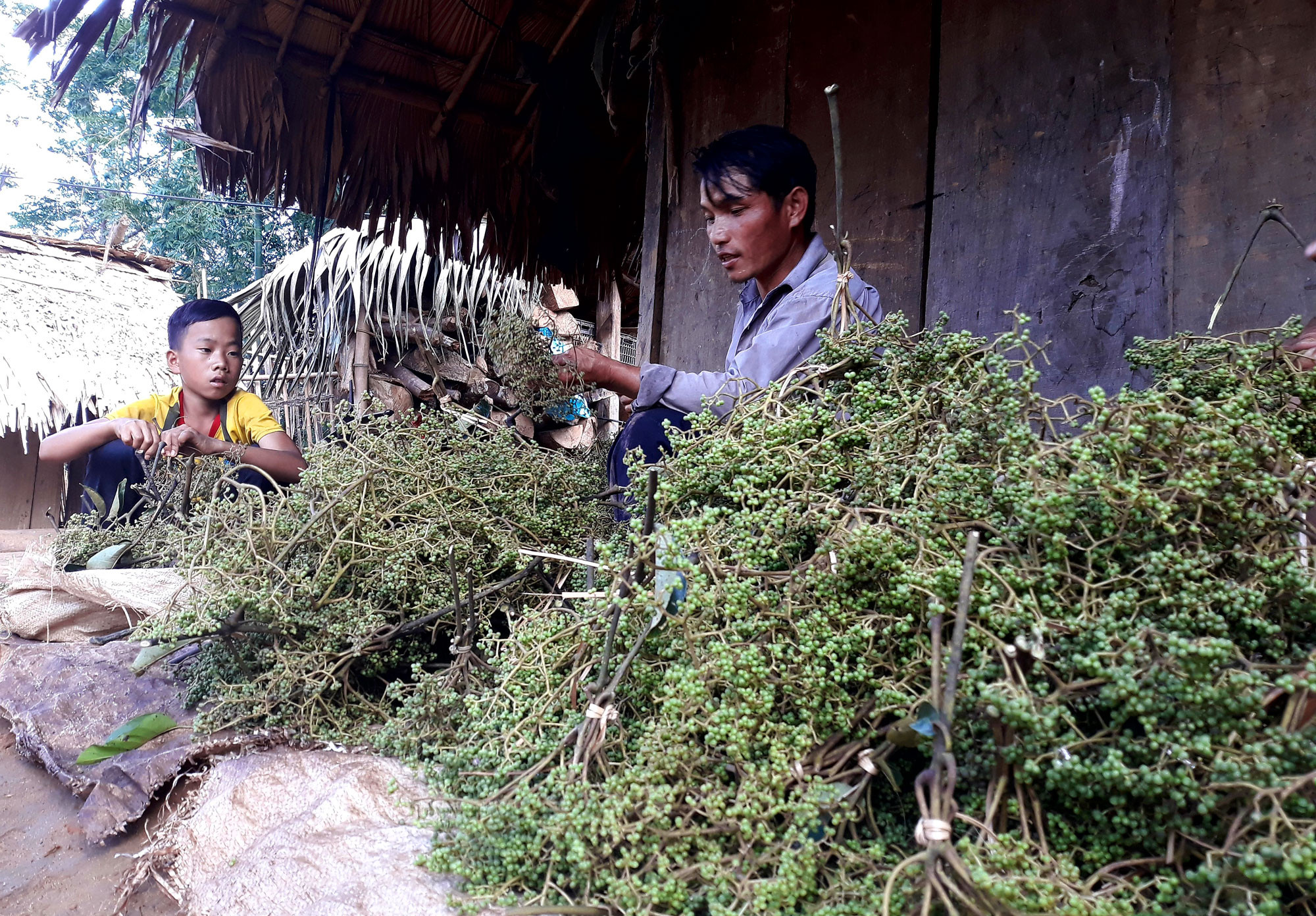 Mạc khén vừa được hái từ rừng về. Ảnh: Đào Thọ