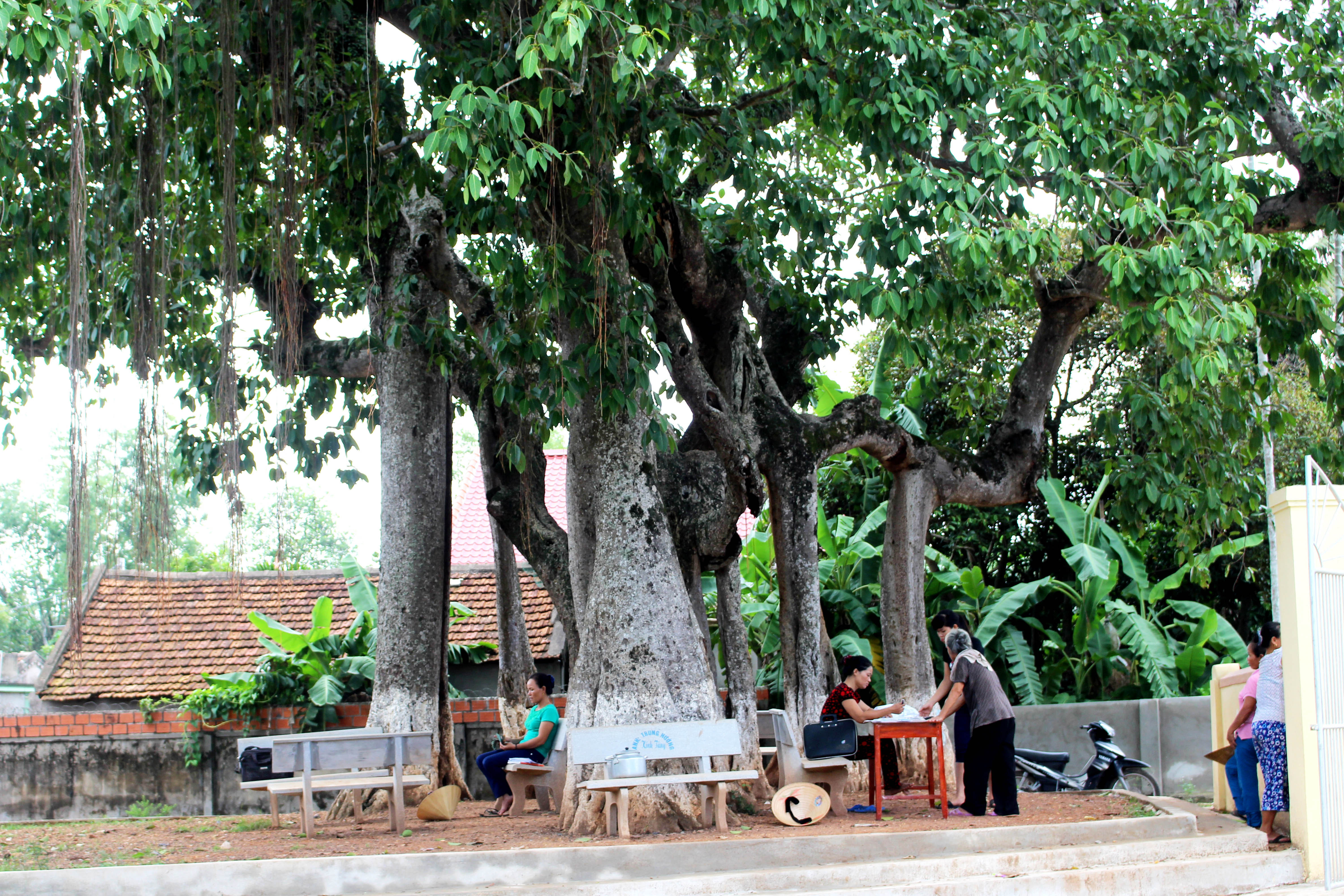 Theo gia phả của họ Nguyễn Quang – một dòng họ lớn trong làng, thì cây đa Mỹ Thịnh xóm Hòa Phú, xã Hiến Sơn huyện Đô Lương  có từ thế kỷ XVI, tính đến nay đã hơn 500 năm. Hiện cây đa vẫn còn xanh tốt, tọa lạc ở ngả ba làng. 