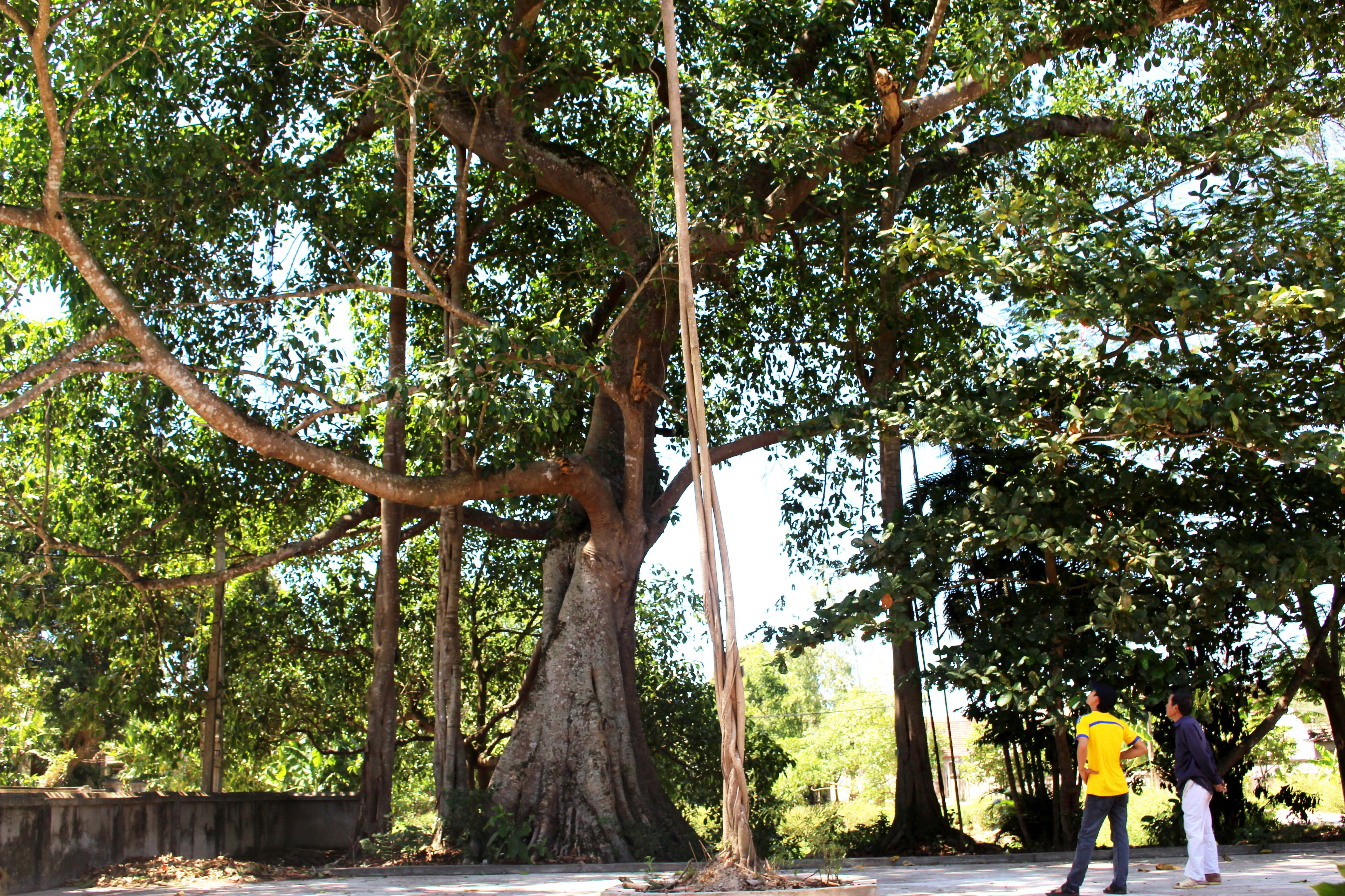Về thăm Di tích Lịch sử đình Dương Liễu ở xóm 3, xã Nam Trung huyện Nam Đàn, mọi người sẽ được chiêm ngưỡng cây đa cổ thụ gần 300 tuổi. Gốc đa nơi to nhất có chu vi 10 m, cây cao tầm 20 m, vươn tỏa một vùng rộng lớn trước sân đình, ao đình và che mát cho cả đường làng. 
