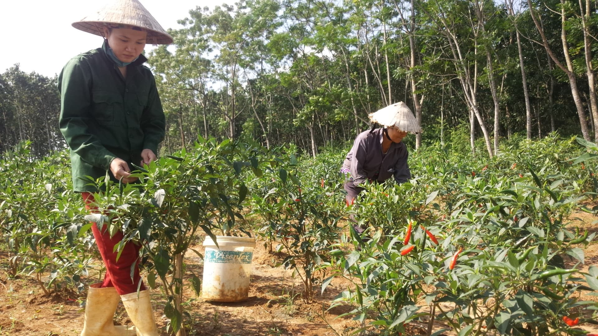 Chị Cao Thị Tư ở xóm Hiệp 2, xã Nghĩa Liên (Nghĩa Đàn) thu hoạch ớt chỉ thiên. Ảnh: Minh Thái