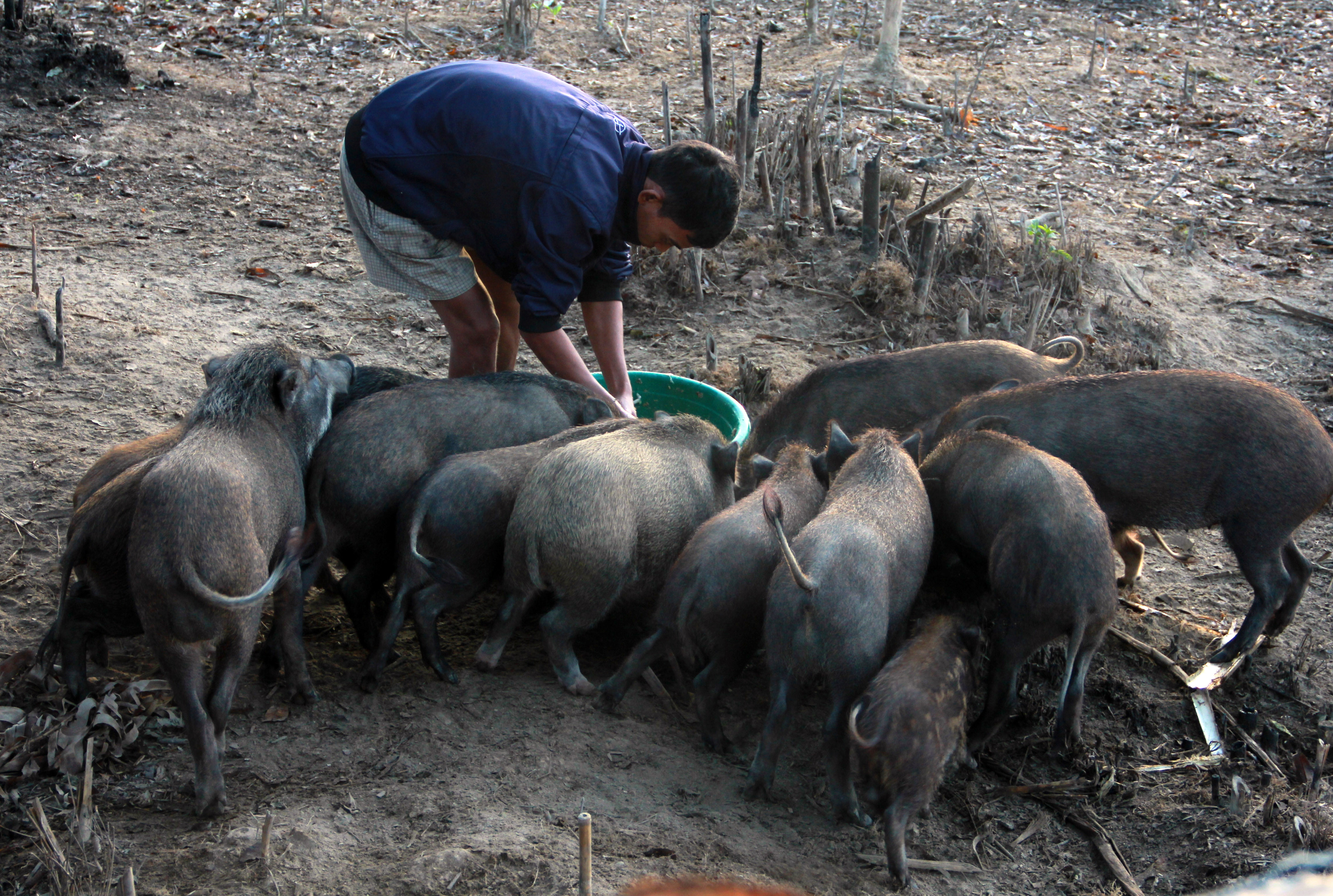 Lợn rừng thuần chủng là vật nuôi chủ lực của anh Bảy Ảnh : Xuân Thủy
