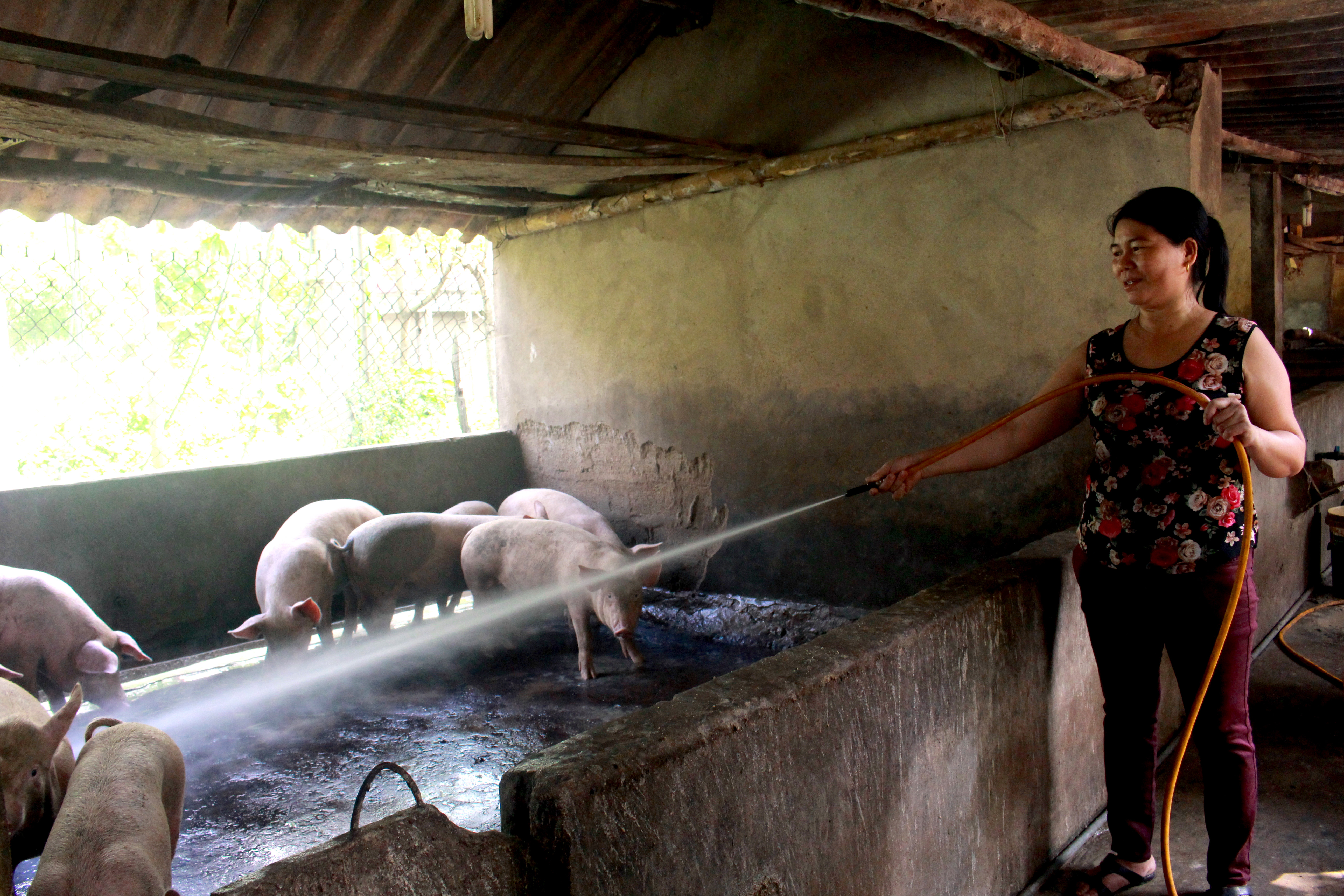 Gia đình chị Bùi Thị Dũng là một trong những hộ dân vươn lên làm giàu từ mô hình chăn nuôi lợn thịt có quy mô lớn ở thôn 7. Ảnh: Thái Hiền