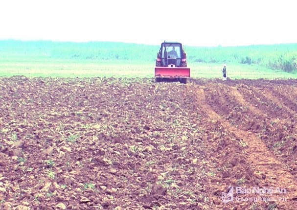 HTX dịch vụ nông nghiệp 19/5 làm đất trồng hoa tam giác mạch. Ảnh: Đức Anh