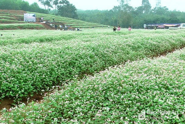 Năm nay diện tích đồi hoa tam giác mạch không thay đổi, với khoảng 2 ha. Ảnh: Đức Anh