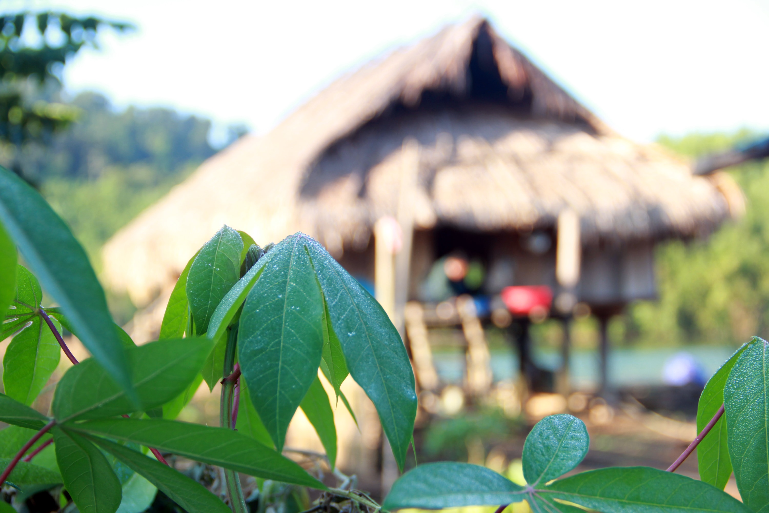 Gần đây, những hòn đảo nhỏ nổi lên giữa hồ xuất hiện nhà sàn và những nương sắn của người bản địa đến làm kinh tế Ảnh : Hồ Phương