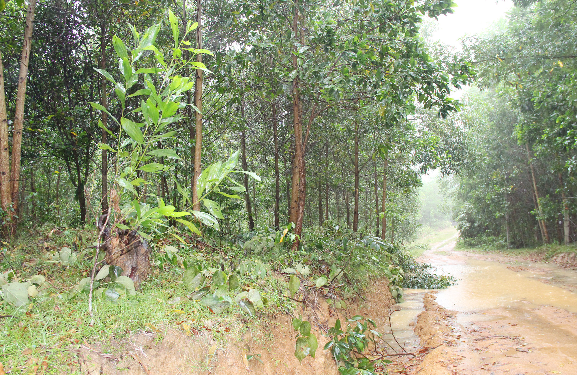 Một số diện tích rừng phòng hộ, rừng đặc dụng chưa đảm bảo mục tiêu do trồng cây keo. Ảnh: Mai Hoa