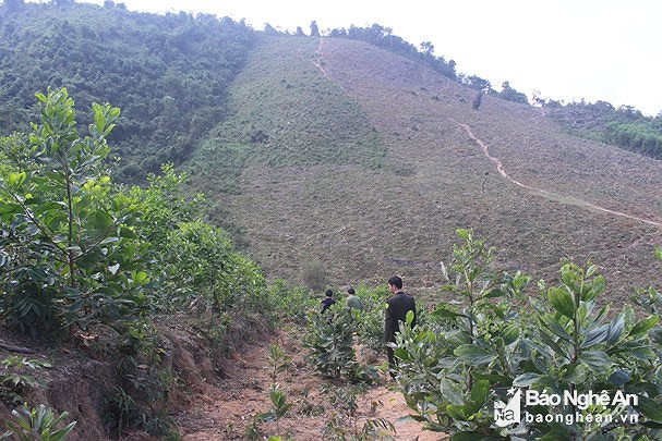Một khu vực đất lâm nghiệp được chuyển đổi mục đích sử dụng ở xã Châu Tiến, huyện Quỳ Châu. Ảnh tư liệu