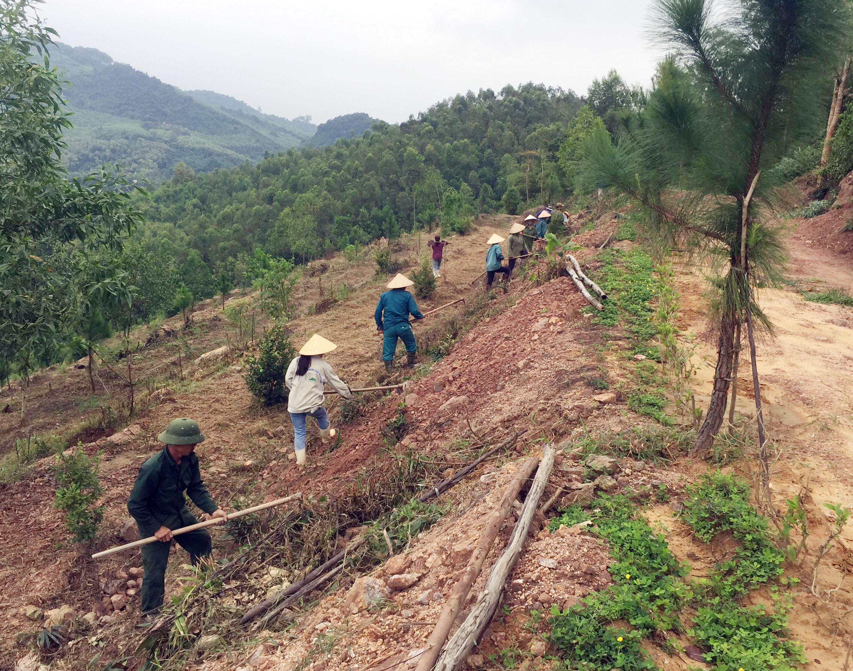 Hiện tại, cánh đồng hoa trên đồi thông ở xã Nghĩa Long (Nghĩa Đàn) đã đượcgieo giống. Ảnh: Minh Thái