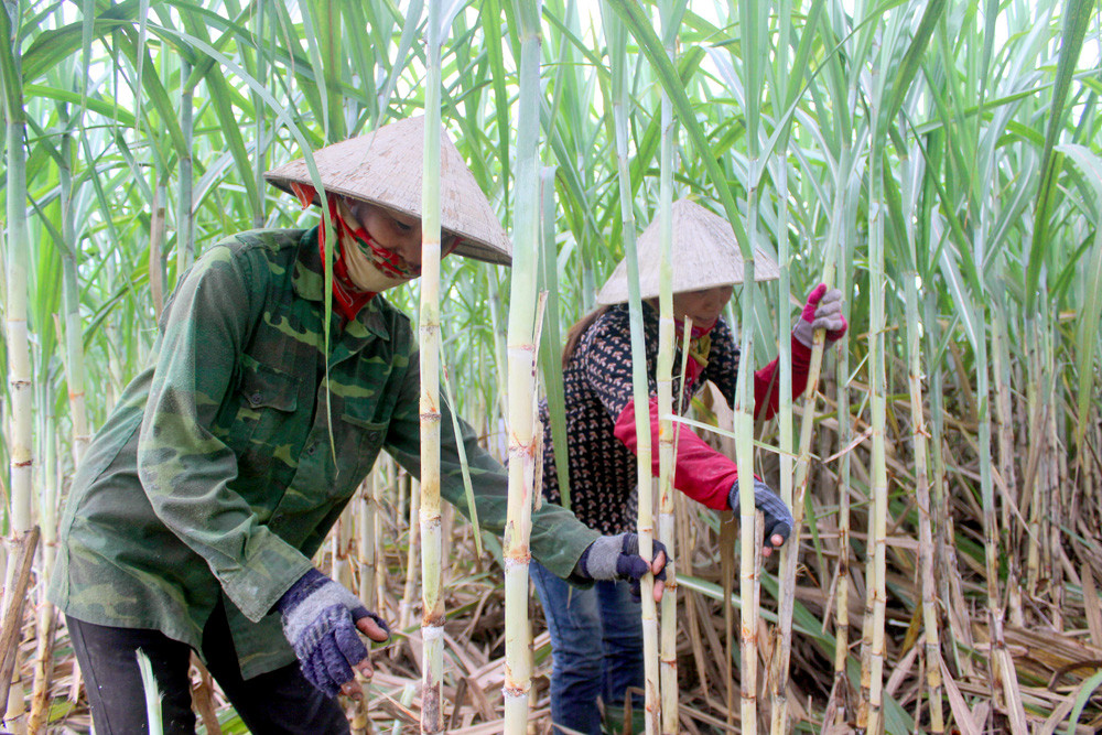 Bà con nông dân xóm Thống Nhất, xã Tân Phú, huyện Tân Kỳ chăm sóc cánh đồng mía tập trung ứng dụng KHCN. Ảnh: Quang An