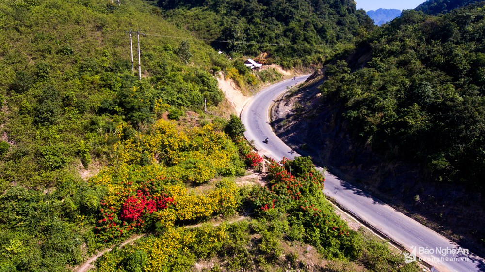 Tháng 11, đến với Kỳ Sơn (Nghệ An), bạn sẽ được tận hưởng không khí trong lành và khám phá cung đường hoa quyến rũ lòng người. Ảnh tư liệu