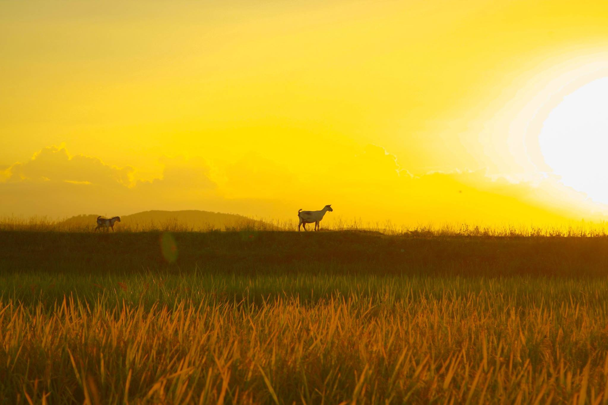 Cánh đồng cỏ ở Đô Lương trở nên huyền ảo trong ánh nắng vàng bảng lảng cuối ngày. Ảnh: Nguyễn Đạo