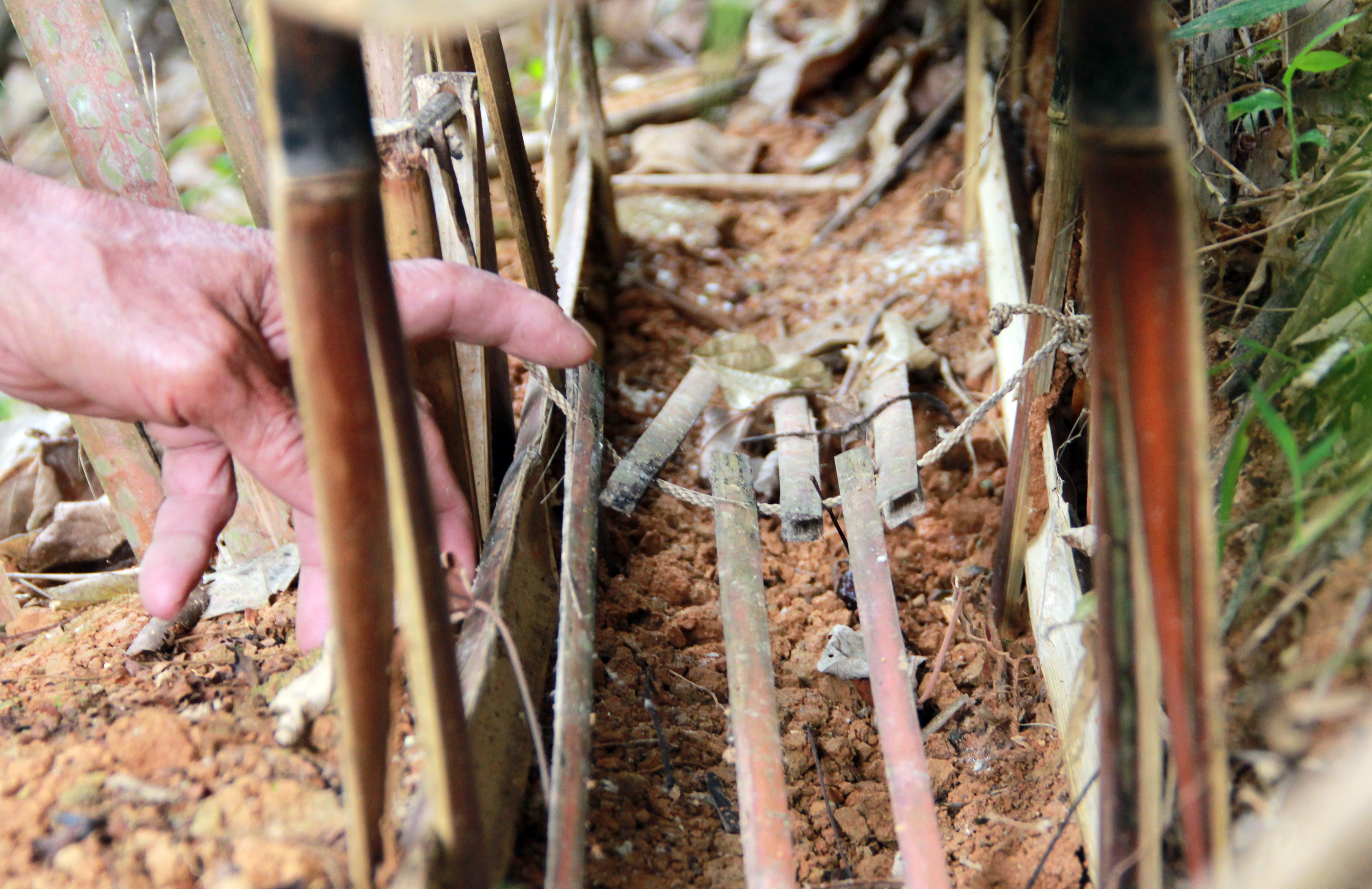Bẫy đập thường được dựng gần các xà năm, nương rẫy giúp cho người Thái bảo vệ mùa màng và cải thiện bữa ăn chi gia đình.