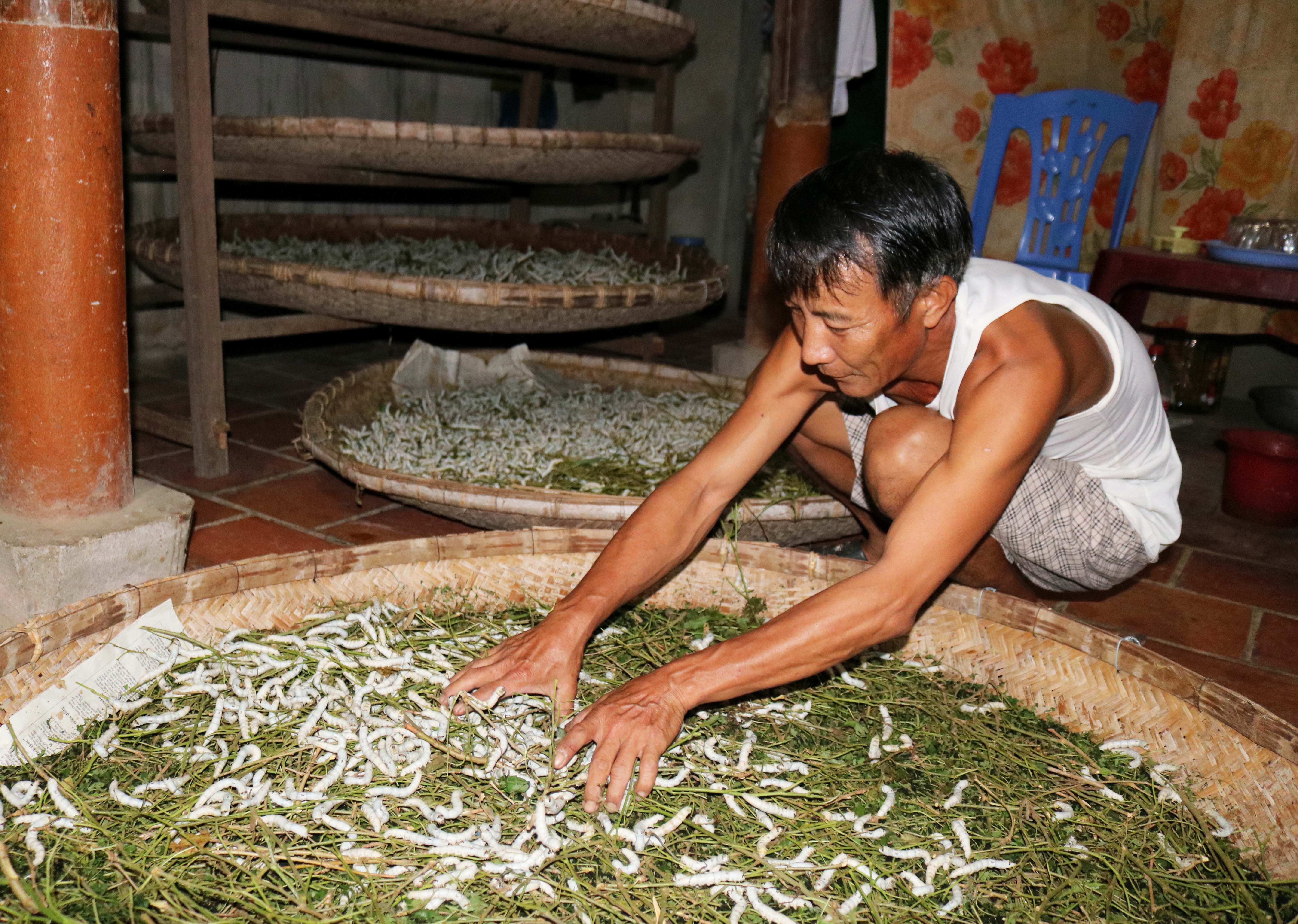 Ông Nguyễn Văn Hoàng đang san tằm. Ảnh: Huy Thư