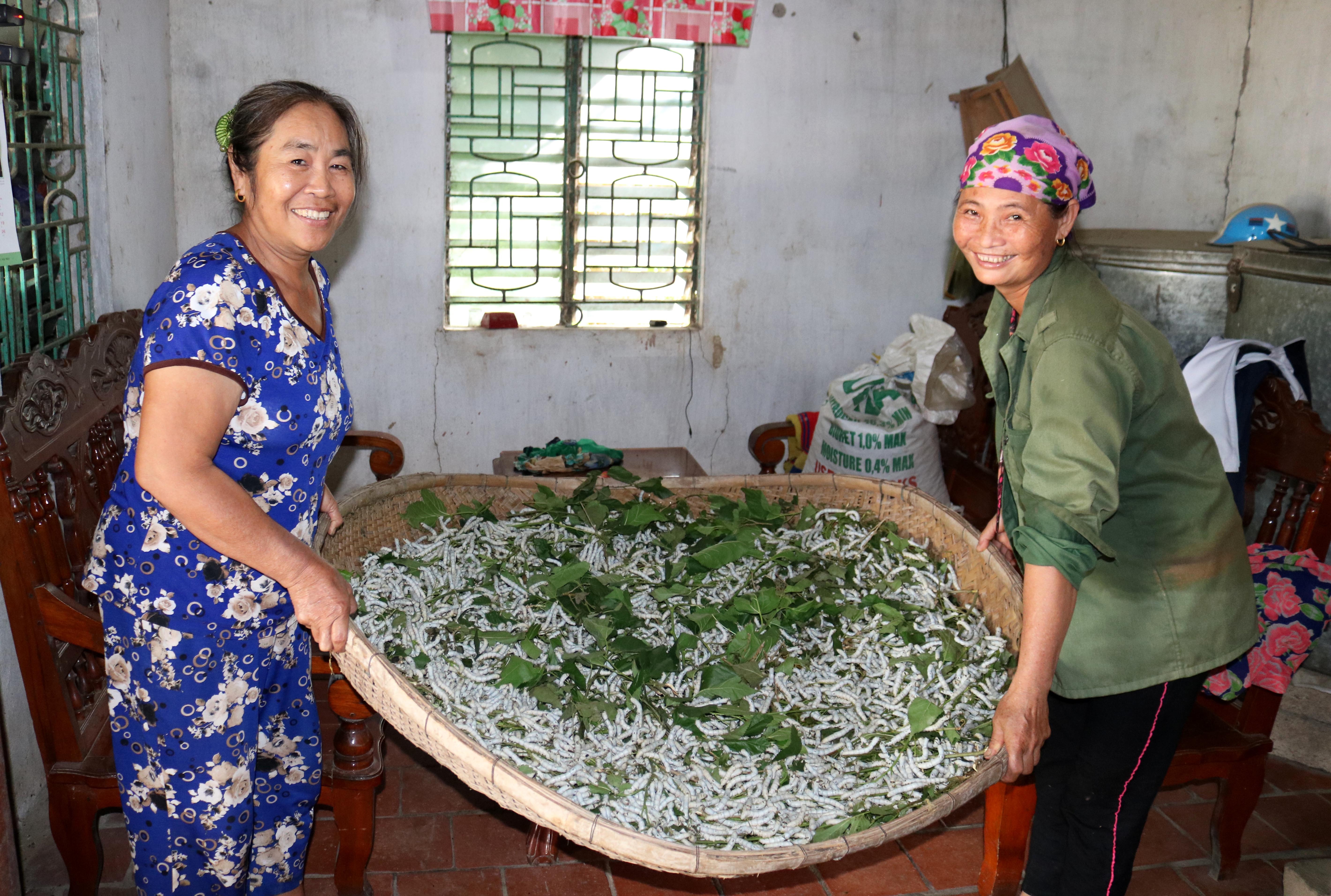 Mỗi nống tằm cho thu hoạch khoảng 5 kg 