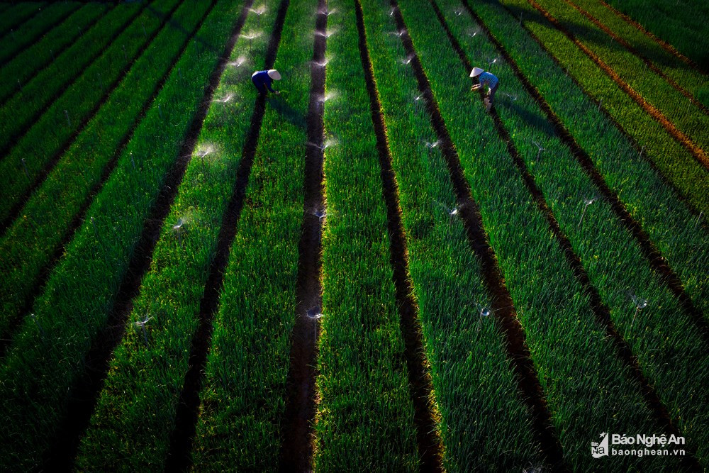 Trang trại sản xuất rau sạch ở Hoàng Mai, Nghệ An. Ảnh: Thanh Yên