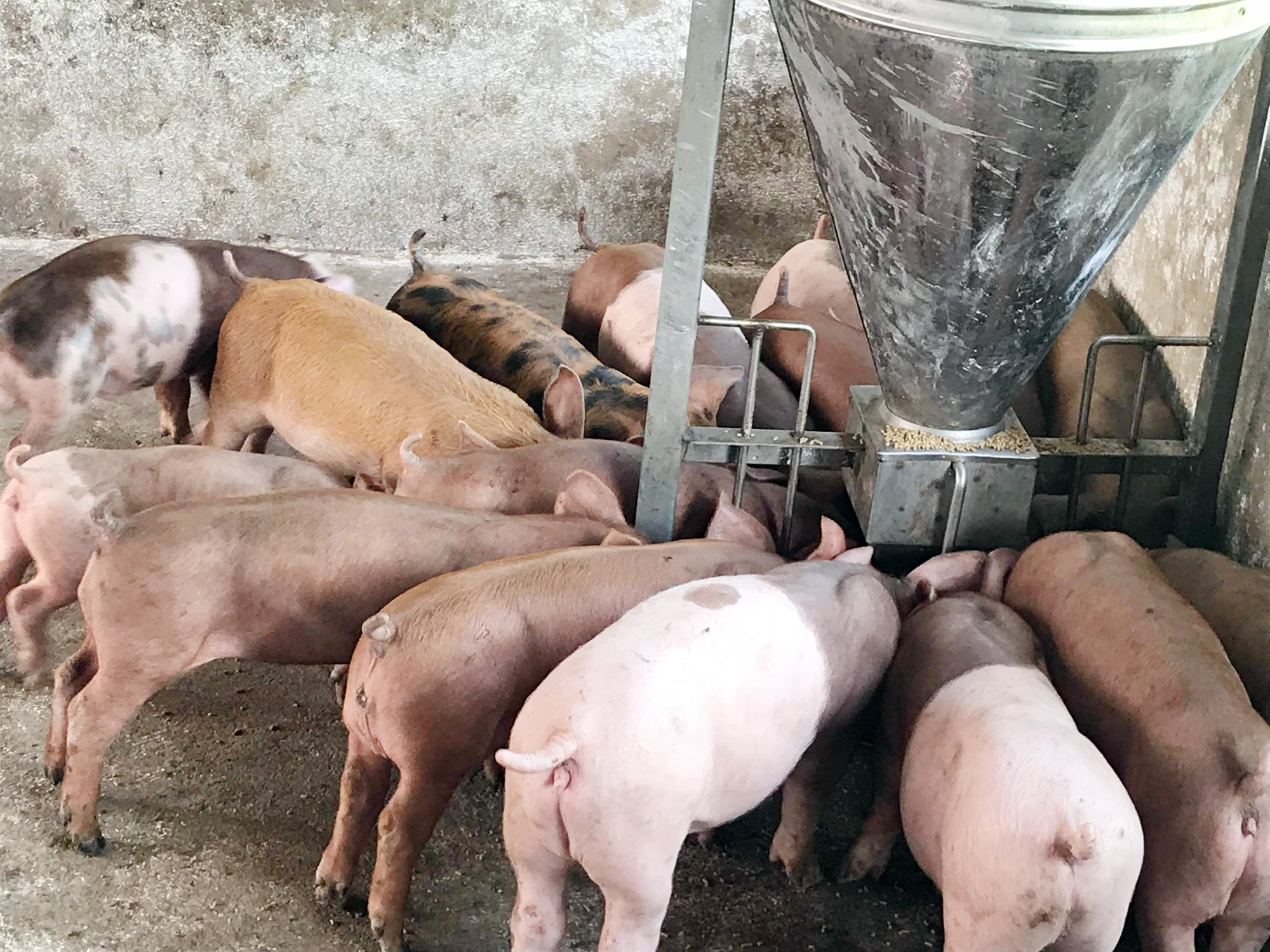 Nhờ được chăm sóc đảm bảo quy trình, đàn lợn của gia đình anh Nguyễn Văn Dũng luôn phát triển tốt. 