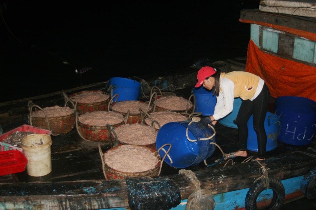 Sau khi phân loại, những khay ruốc biển đầy ắp được ngư dân vận chuyển xuống đò để mang ra chợ bán. Hiện giờ ruốc có giá từ 10.000 - 12.000 đồng/kg. Ảnh: Việt Hùng