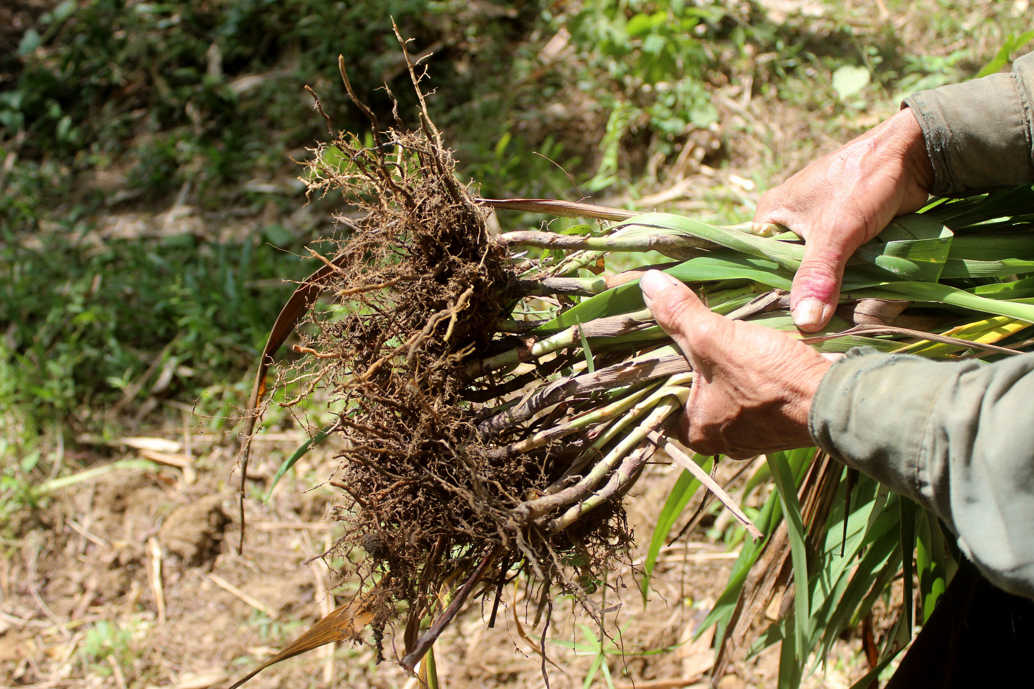Cây rễ hương được trồng trên đồi tại Quỳ Châu nhưng diện tích nguyên liệu không đủ để sản xuất.