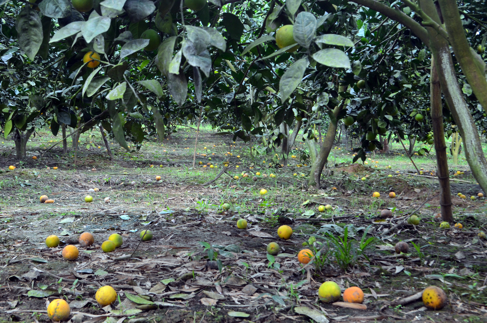 Theo như người trồng thì trước đây cam cũng rụng nhưng ít khi xảy ra khi đã đến tuổi thu hoạch Ảnh Vi - Thủy