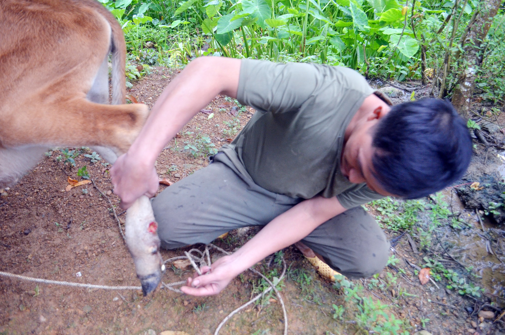 Anh Can Văn Túc tỏ ra lo lắng khi có đến 6 con bò của gia đình bị bệnh Ảnh : Xuân Thủy